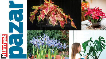 Evimizin gözbebekleri ama zehirli türleri de var Evimizin gözbebekleri ama zehirli türleri de var