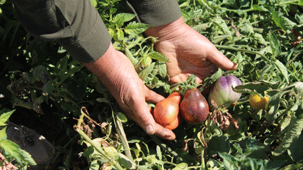 Bu bahçede 55 çeşit domates, 22 çeşit biber üretiliyor