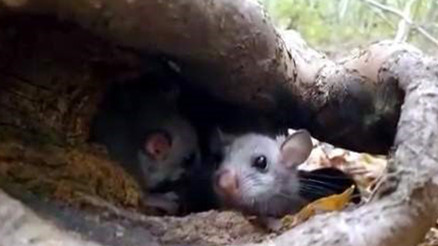 Gizli yaşamlarıyla biliniyorlar... Karabükte doğa yürüyüşü yapanlar görüntüledi