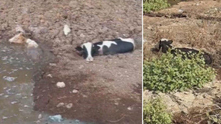 Hatayda 3 inek dere yatağında balçığa saplandı İtfaiye ekipleri kurtardı