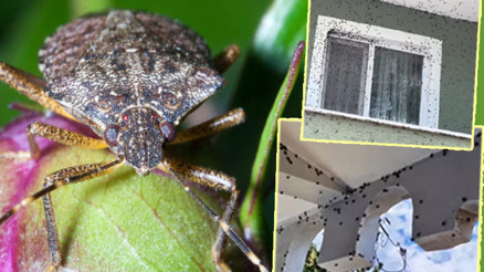 “Kapı pencere açamıyoruz, aniden hücum ediyorlar” Bir anda koca binayı sardılar Tüm Türkiyeye yayılabilir, çok ciddi önlemler alınmalı “Kapı pencere açamıyoruz, aniden hücum ediyorlar” Bir anda koca binayı sardılar Tüm Türkiyeye yayılabilir, çok ciddi önlemler alınmalı