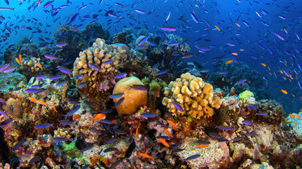 Küresel ısınma: Mercan resifleri artık yaşam desteklemiyor