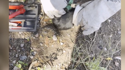 Osmaniye’de kafası plastik kapağa sıkışan kedi itfaiye tarafından kurtarıldı