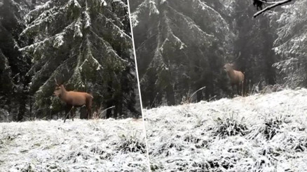 Karla kaplı ormanda fark etti Hemen cep telefonuyla kayda aldı