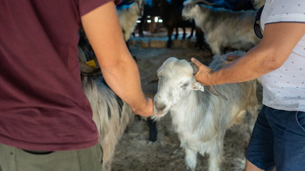 2026 Kurban Bayramı tatili kaç gün olacak, 9 gün olur mu Kurban Bayramı 2026 ne zaman