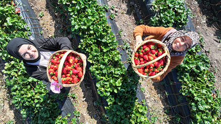 Atalarından miras kalan atıl durumdaki topraklara ektiler Gelin görümce beraber yapıyor: Sabah 5te uyanıp başlıyoruz