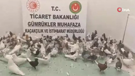 Gürbulak Gümrük Kapısında cancan cinsi 85 güvercine el konuldu Gürbulak Gümrük Kapısında cancan cinsi 85 güvercine el konuldu