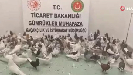 Gürbulak Sınır Kapısında TIRda 85 adet Cancan cinsi güvercin ele geçirildi Gürbulak Sınır Kapısında TIRda 85 adet Cancan cinsi güvercin ele geçirildi