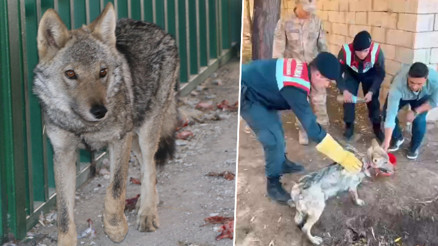 Sosyal medyadaki görüntüler ekipleri harekete geçirdi Zincire vurulan kurt, kurtarıldı