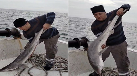 Karadenizde köpek balığı ağlara takıldı