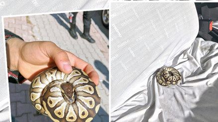 Konyada şaşkına çeviren olay Polis bir kişinin cebinde buldu: El konuldu, para cezası kesildi