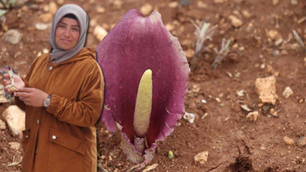 Mantar toplarken fark etti dünya tarihine geçti Zehirli bir tür Türkiye bu cinsin en önemli çeşitlenme merkezlerinden biri