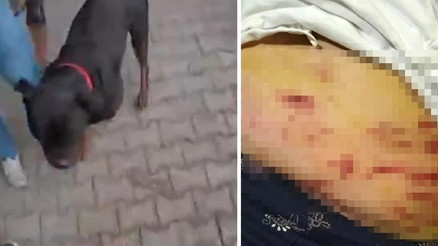 Sokakta ağızlıksız gezdirilen Rottweiler cinsi köpek dehşet saçtı Sokakta ağızlıksız gezdirilen Rottweiler cinsi köpek dehşet saçtı
