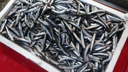 Karadenizde popülasyonu arttı İlk karlar, yağmurlar yağsın daha da iyi olacak Karadenizde popülasyonu arttı İlk karlar, yağmurlar yağsın daha da iyi olacak