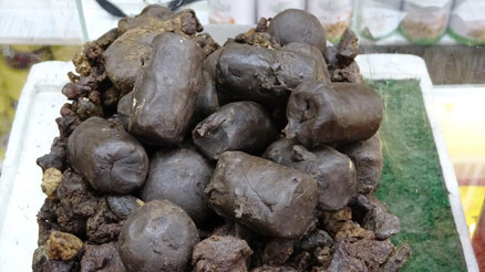 Bin bir emekle temize çekiliyor, 50 gramını bin 250 liradan satıyor | Bunu uzaya çıkmış olan Alper Gezer Avcıya ulaştırmak istiyorum Bin bir emekle temize çekiliyor, 50 gramını bin 250 liradan satıyor | Bunu uzaya çıkmış olan Alper Gezer Avcıya ulaştırmak istiyorum