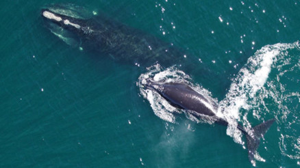 Buzul balinaları tükenmekten kurtuluyor mu Buzul balinaları tükenmekten kurtuluyor mu