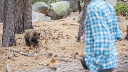 Ayı saldırısına uğrayan insan sayısı her gün artıyor Peki neden ayılar ve insanlar bu kadar çok karşılaşıyor Saldırı anında nasıl hayatta kalacağız Uzman isimler anlattı Ayı saldırısına uğrayan insan sayısı her gün artıyor Peki neden ayılar ve insanlar bu kadar çok karşılaşıyor Saldırı anında nasıl hayatta kalacağız Uzman isimler anlattı