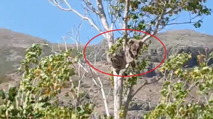 Bir köy seferber oldu Bu kez ağaç tepesinde görüldü