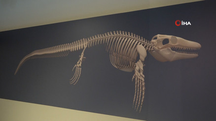 Türk profesör, Asyada ilk kez keşfedilen denizlerin dinozorunu anlattı Türk profesör, Asyada ilk kez keşfedilen denizlerin dinozorunu anlattı