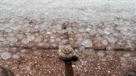 Antalyayı sağanak ve dolu vurdu: Ağaçlar devrildi, yolları su bastı