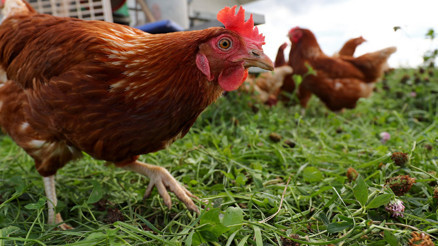 500 bin kümes hayvanı itlaf edildi