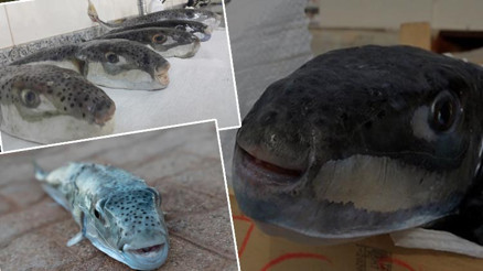 Akdeniz’de başladı, Ege ve Marmara’ya yayıldı: Zehirli balık alarmı Bugüne kadar 27 kişi hayatını kaybetti Akdeniz’de başladı, Ege ve Marmara’ya yayıldı: Zehirli balık alarmı Bugüne kadar 27 kişi hayatını kaybetti