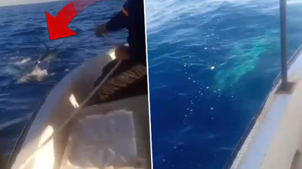 Akdeniz açıklarında görüldü Tekneyle aynı uzunlukta: Böylesini ilk defa gördüm, çok korktuk Akdeniz açıklarında görüldü Tekneyle aynı uzunlukta: Böylesini ilk defa gördüm, çok korktuk