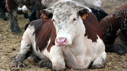 Deli dana hastalığı nedir, nasıl bulaşır | Deli dana hastalığı insana bulaşır mı, belirtileri nelerdir İşte tedavi yöntemleri Deli dana hastalığı nedir, nasıl bulaşır | Deli dana hastalığı insana bulaşır mı, belirtileri nelerdir İşte tedavi yöntemleri