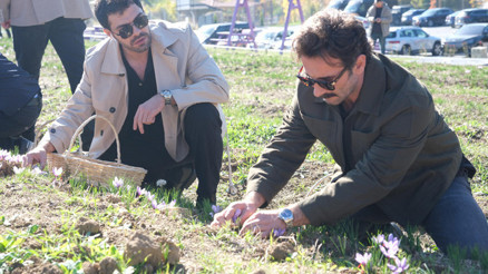 Ünlü oyuncular imece ağı yöntemiyle safran hasadı yaptı