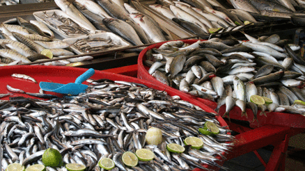 Kasım ayında hangi balıklar yenir İşte mevsimin en taze balıkları Kasım ayında hangi balıklar yenir İşte mevsimin en taze balıkları