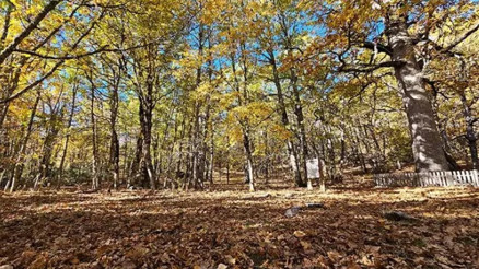 Dünyadaki tek kasnak meşesi ormanına izinsiz girmenin cezası 557 bin TL Dünyadaki tek kasnak meşesi ormanına izinsiz girmenin cezası 557 bin TL