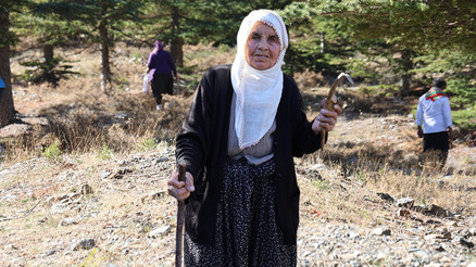 Sabahın erken saatlerinde ormandan toplayıp Japonyaya ihraç ediyorlar | Beyaz altının kilosu bin TLye kadar alıcı buluyor