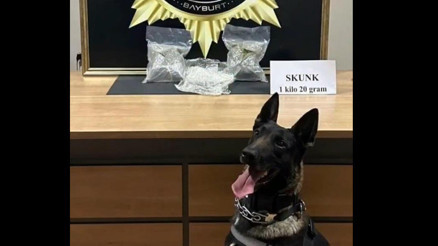 Otobüste yapılan aramada bavula yerleştirilmiş 1 kilo 20 gram skunk ele geçirildi Otobüste yapılan aramada bavula yerleştirilmiş 1 kilo 20 gram skunk ele geçirildi