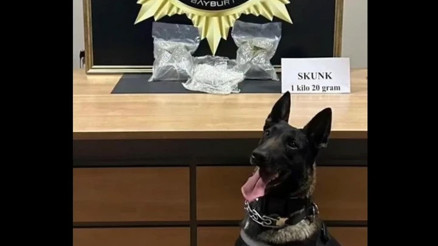 Bayburtta bavula yerleştirilmiş 1 kilo 20 gram skunk ele geçirildi