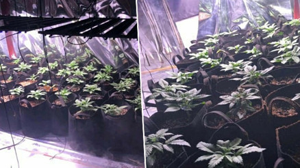 İzmirde evinde oluşturduğu serada kenevir yetiştirmiş