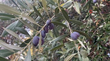 Yüzlerce yıldır İspanya ve İtalyadan sonra sadece Gökçeadada yetişiyor