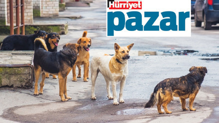 Aç oldukları için yiyorlar ama...