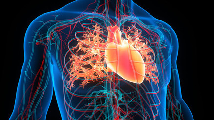 İnsan kolunda ekstra bir damar giderek yaygınlaşıyor