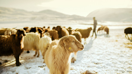 Kurban Bayramı 2026 ne zaman 2026 Kurban Bayramı tatili kaç gün olacak, hangi gün başlıyor Kurban Bayramı 2026 ne zaman 2026 Kurban Bayramı tatili kaç gün olacak, hangi gün başlıyor