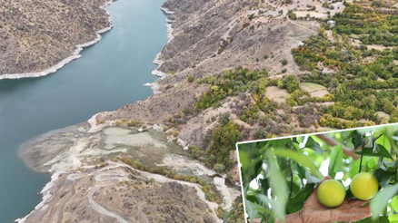Bu köyde ne ekersen onu biçiyorsun Bölgede Akdeniz ve Karadeniz iklimi esiyor: Olur mu olmaz mı diyerek denedik, oldu