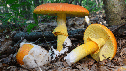 İmparator mantarı nasıl pişirilir İmparator mantarını pişirirken dikkat edilmesi gerekenler İmparator mantarı nasıl pişirilir İmparator mantarını pişirirken dikkat edilmesi gerekenler