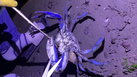 Samsunda sahilde görüldü Fark eden vatandaşlar şok oldu