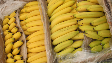 Lübeckte muz kutularında kokain ele geçirildi