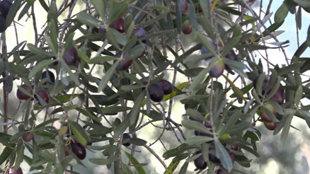 Artvin’in ödüllü ‘Butko’ zeytininde hasat sürüyor