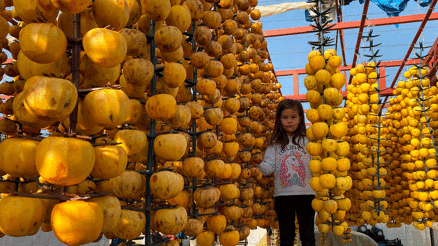 Alaşehirde ilk kez Cennet Hurması Festivali düzenlenecek