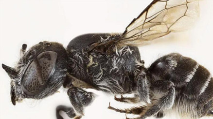 Yeni tür bir arı keşfedildi: Şeytan arısı