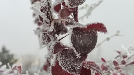 Göle eksi 13 derece, ağaçlar kırağı tuttu