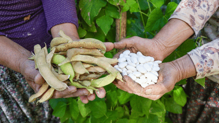 Atalık tohumlar gelecek nesillere aktarılıyor