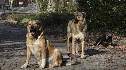 İstanbul Valiliğinden sokak köpekleriyle ilgili yeni genelge