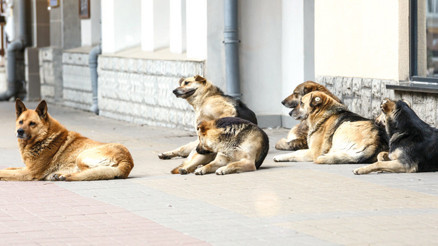 İstanbul Valiliği’nden belediyelere sokak hayvanları uyarısı: Acele edin İstanbul Valiliği’nden belediyelere sokak hayvanları uyarısı: Acele edin